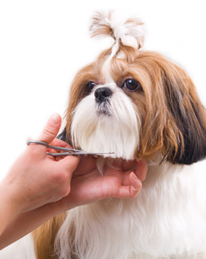 shih tzu trimming